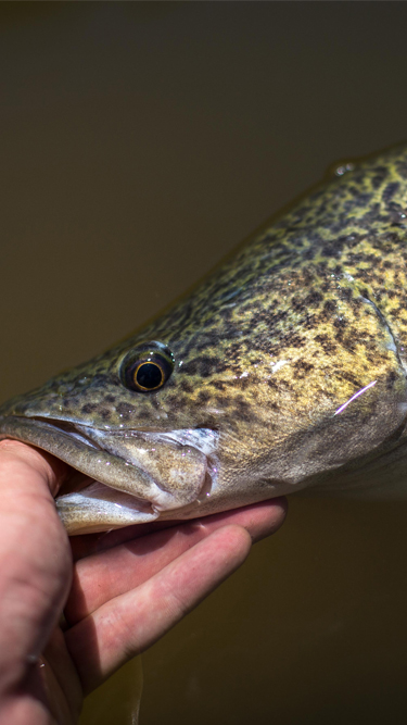 murray_cod_fly_fishing_mobile – Aussie Fly Fisher