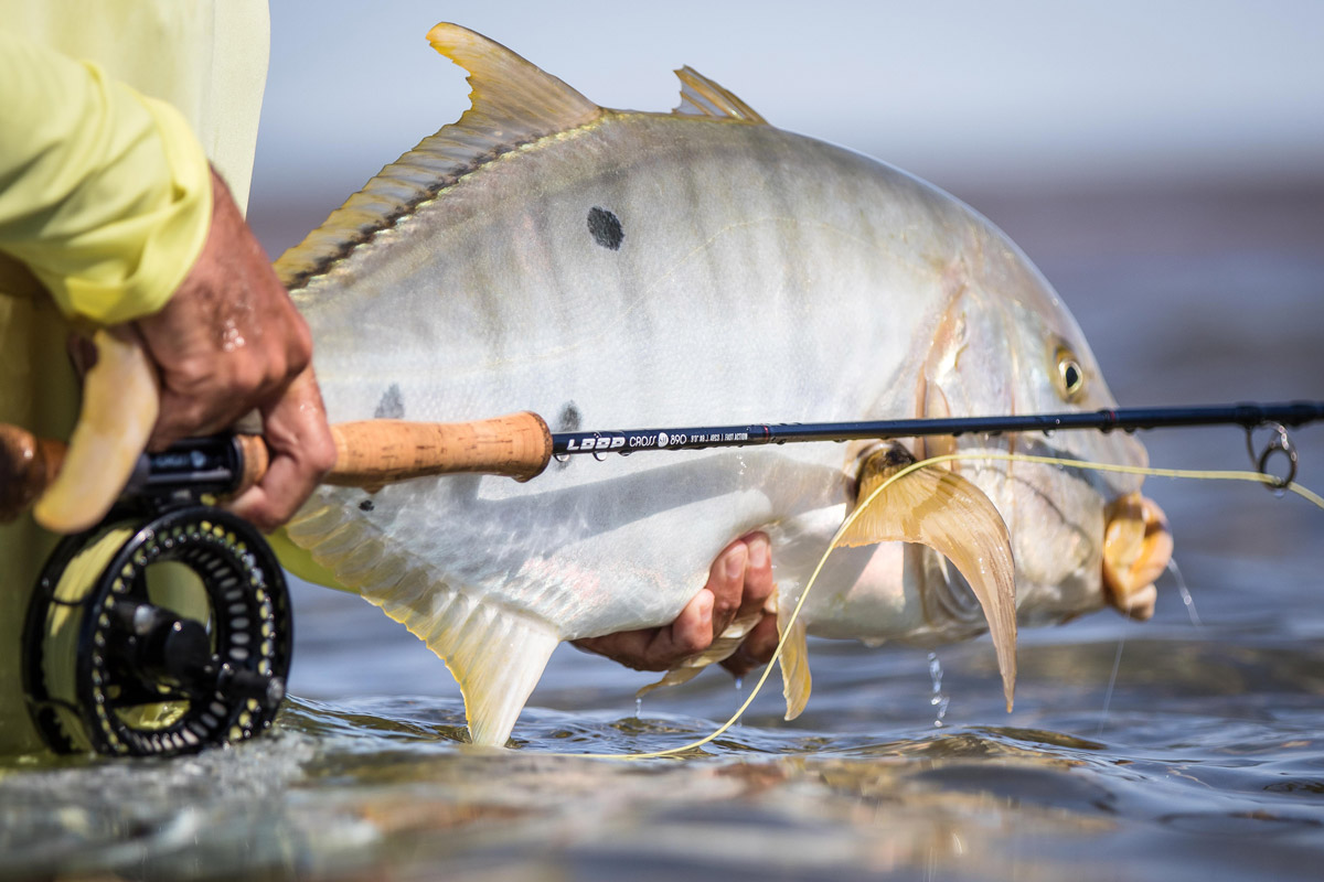 A solid Golden Trevally from the Exmouth flats