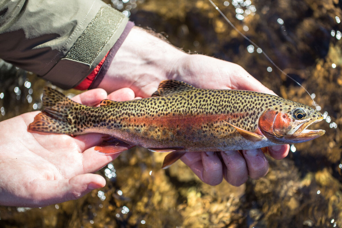 Fly Fishing Snowy Mountains