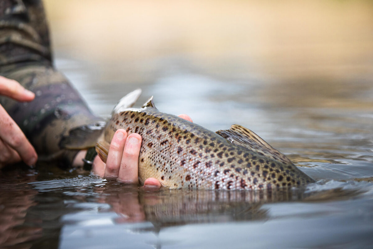 Fly Fishing Snowy Mountains