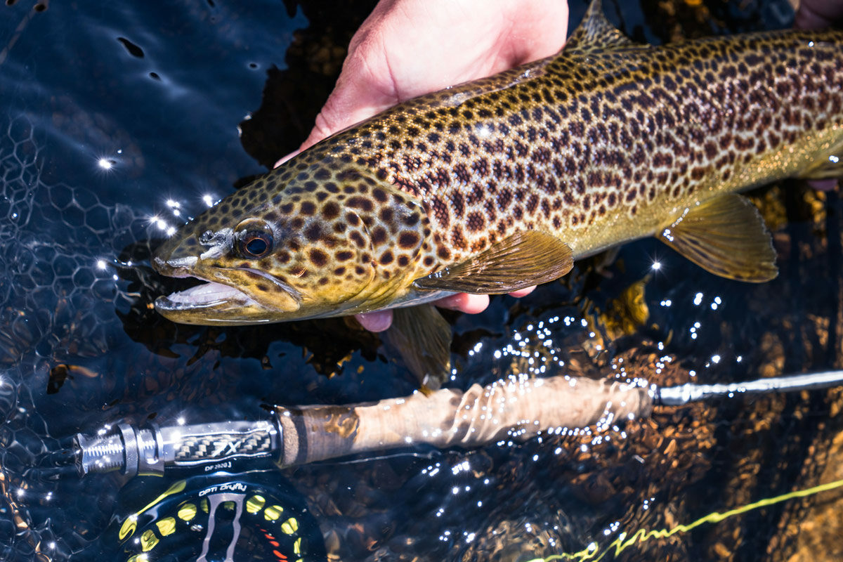 Fly Fishing Swampy Plain River