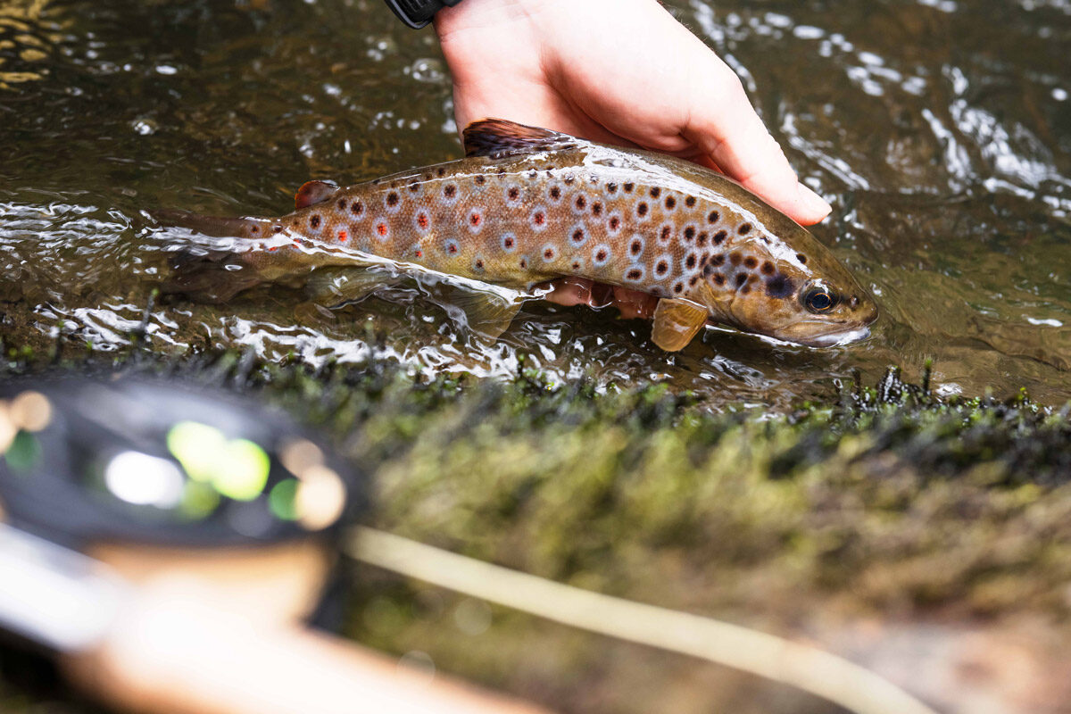 Fly Fishing Tasmania